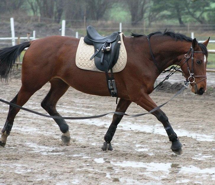 Dansk Varmblod Starlights Yasmin - Smukke himmelhest billede 12