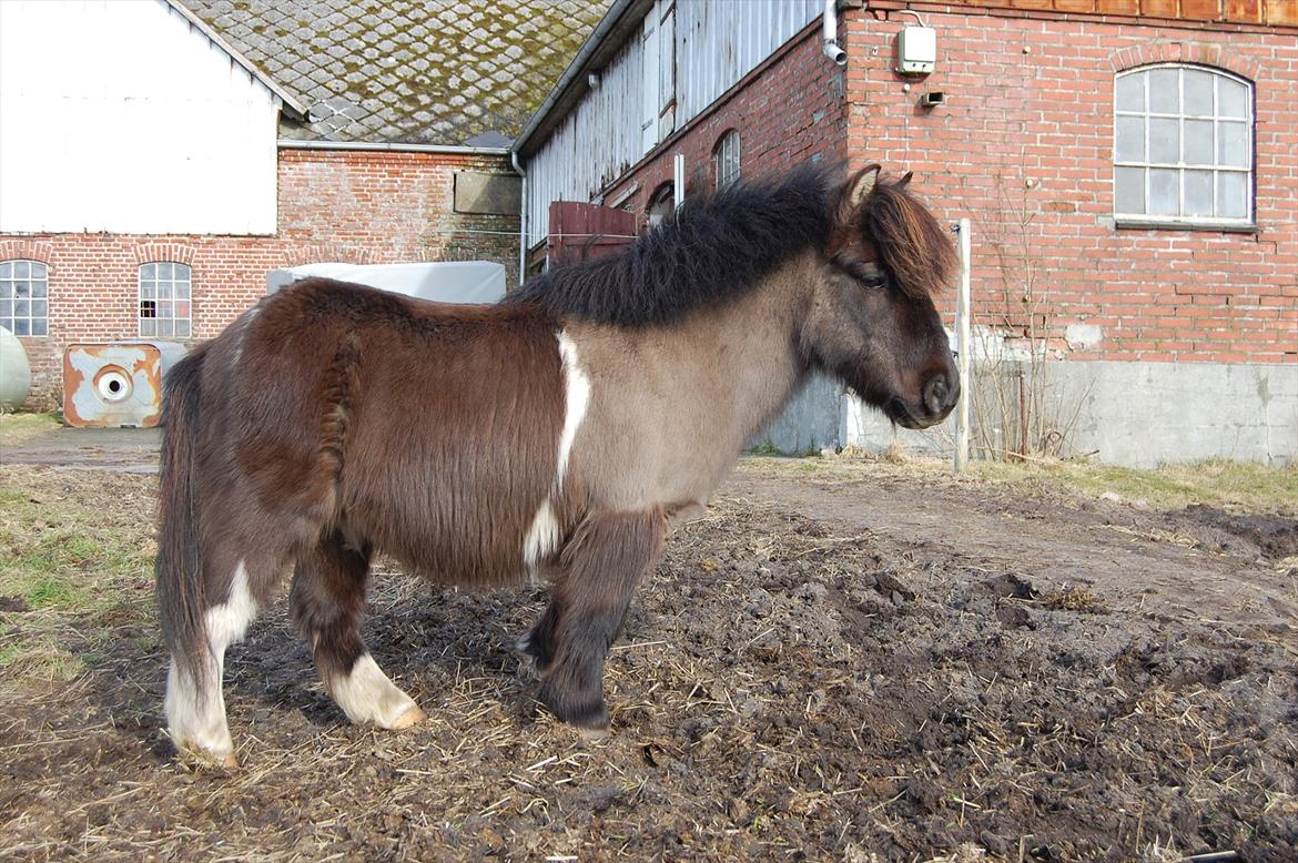 Anden særlig race Funcky Speedy billede 1