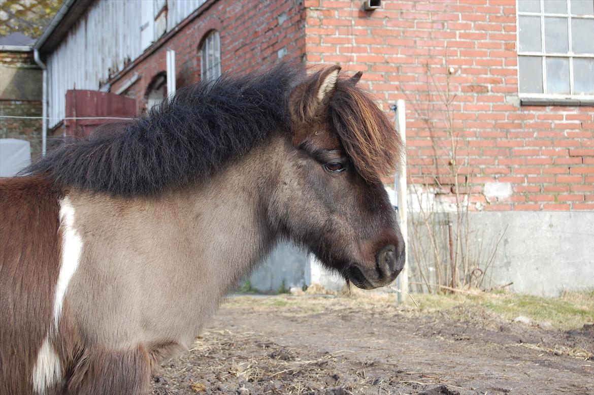 Anden særlig race Funcky Speedy billede 2