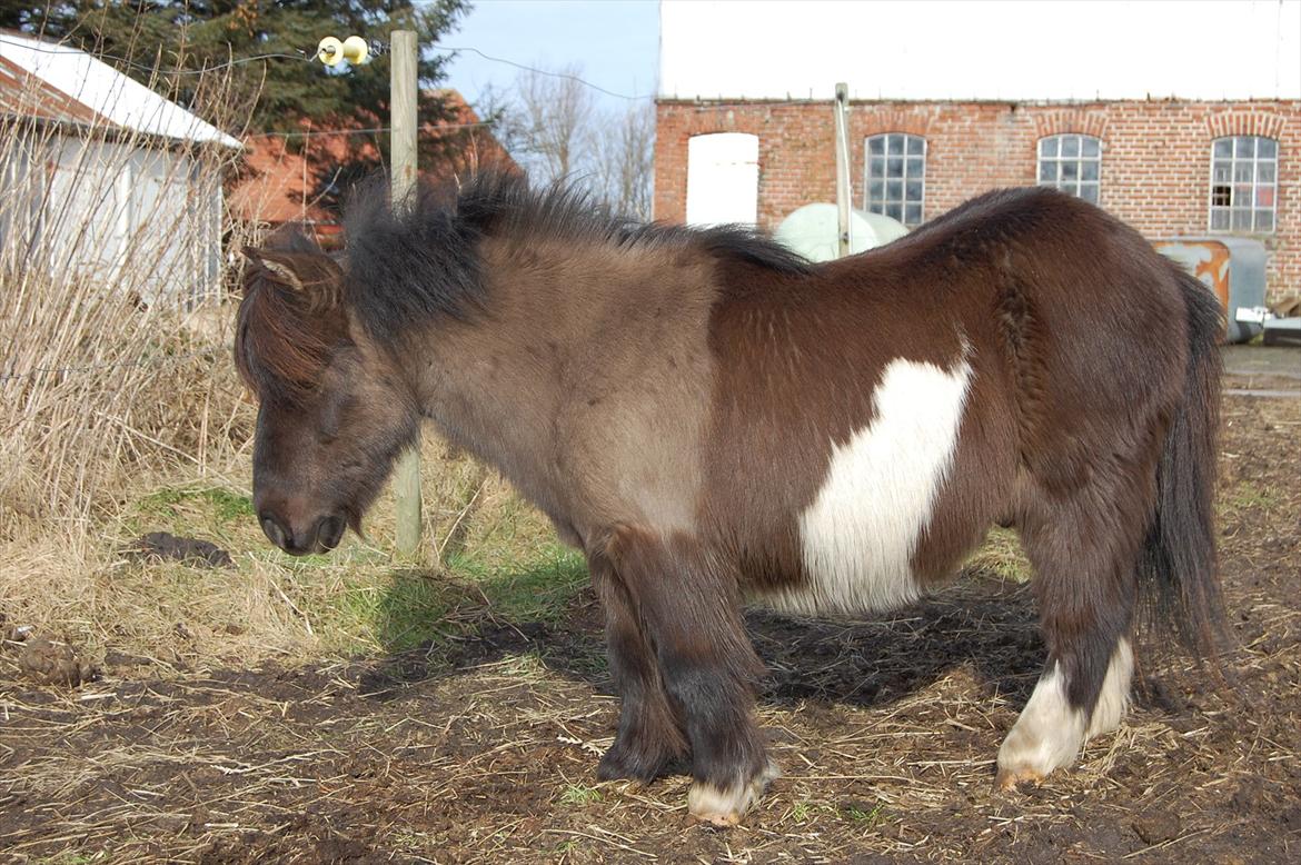 Anden særlig race Funcky Speedy billede 3