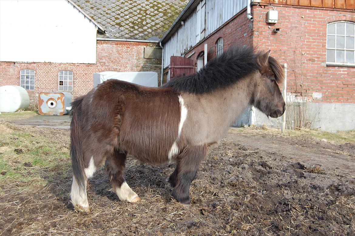 Anden særlig race Funcky Speedy billede 4