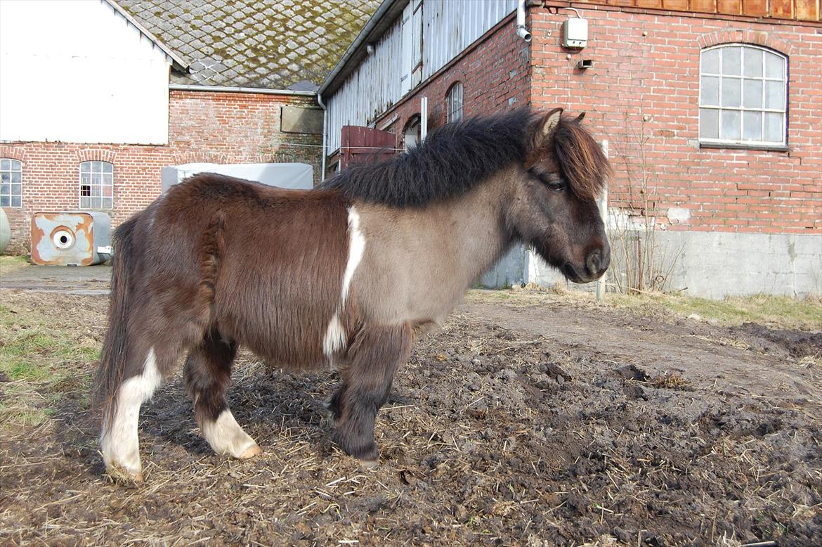 Anden særlig race Funcky Speedy billede 5