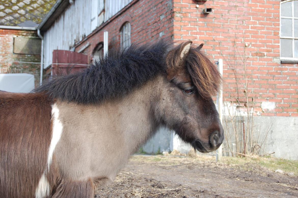 Anden særlig race Funcky Speedy billede 6