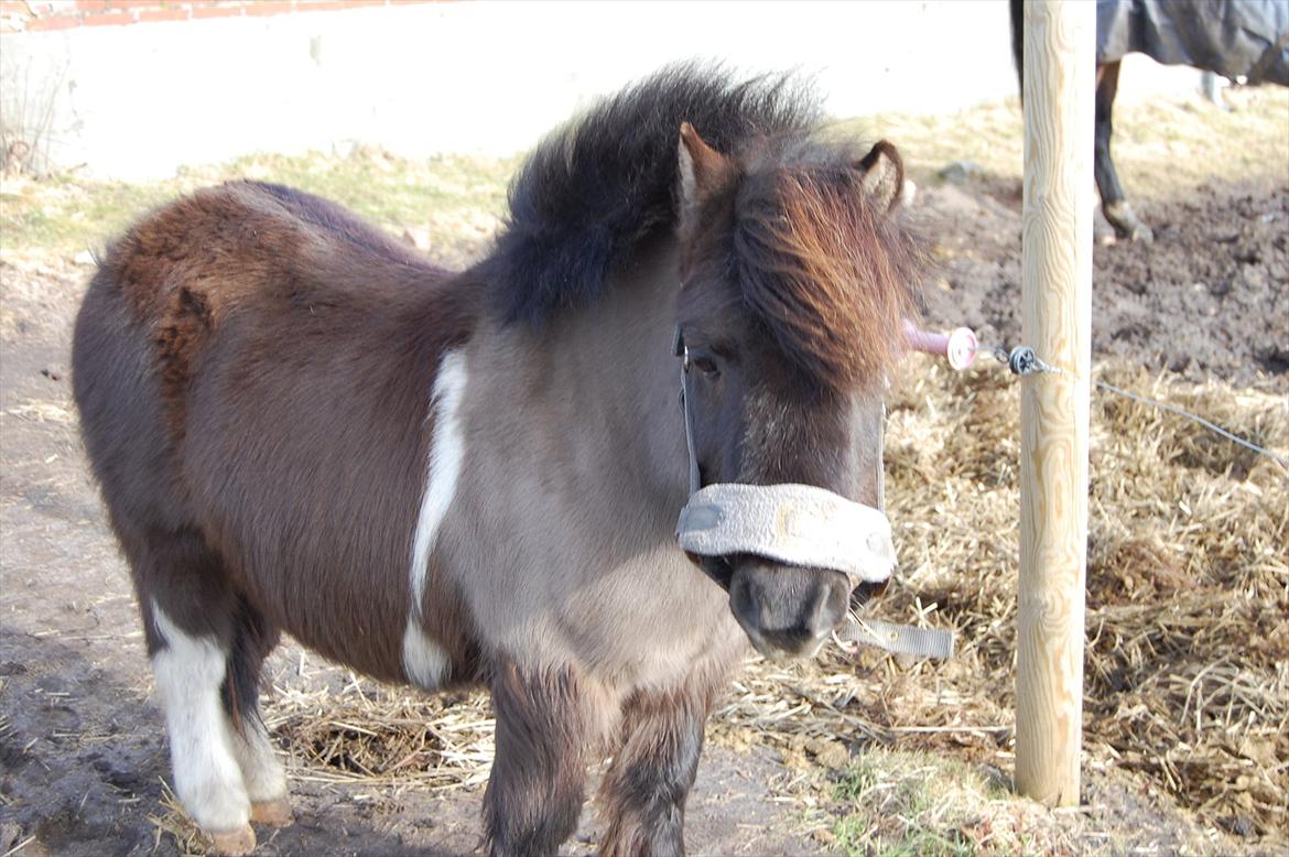 Anden særlig race Funcky Speedy billede 7