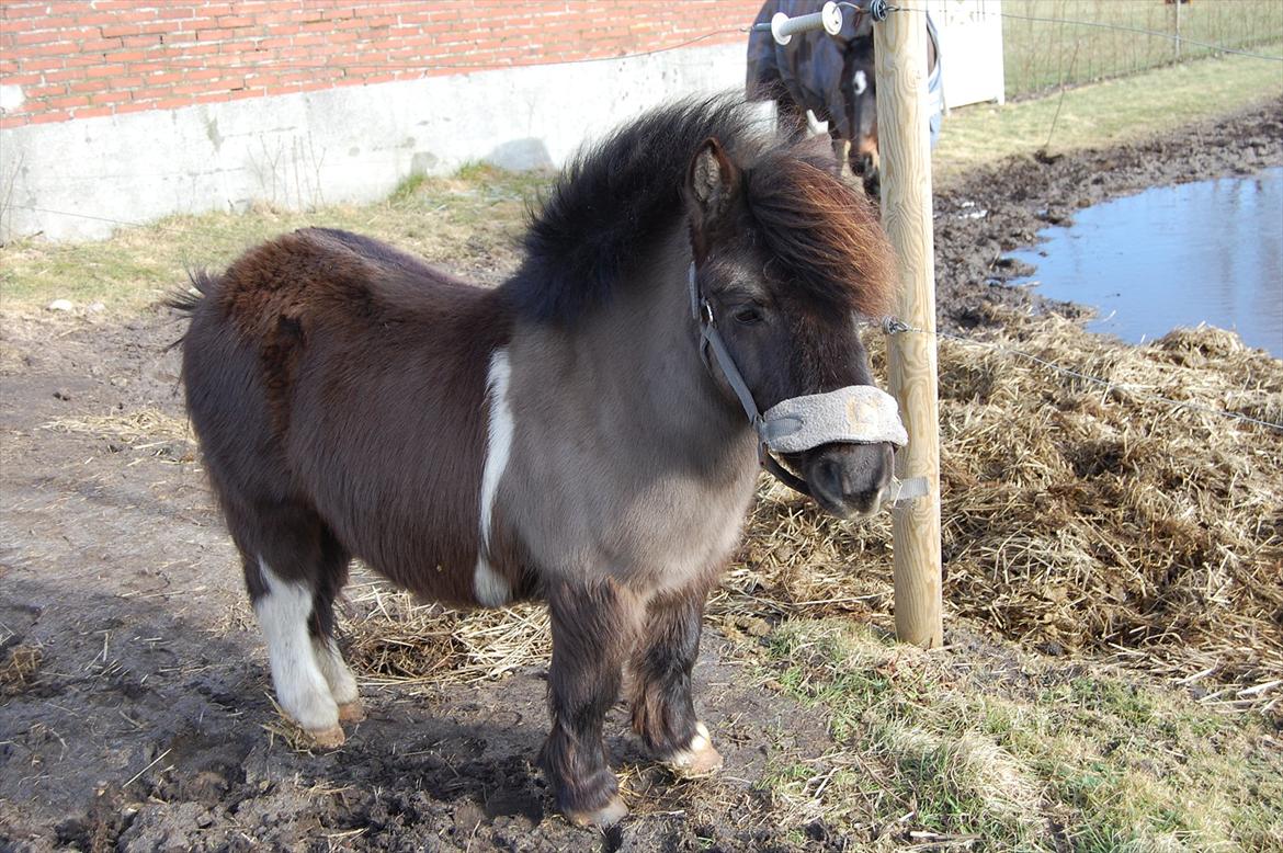 Anden særlig race Funcky Speedy billede 8
