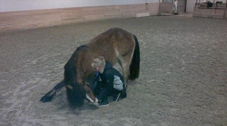 Irish Cob Crossbreed Nova<3 - 20/2-12 <3 billede 13