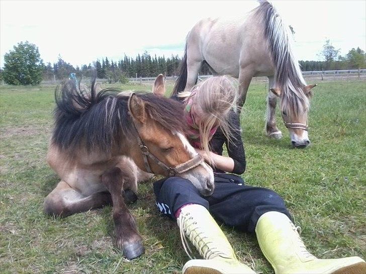 Anden særlig race Søgaard's Rinse - Billede fra ny ejer billede 15