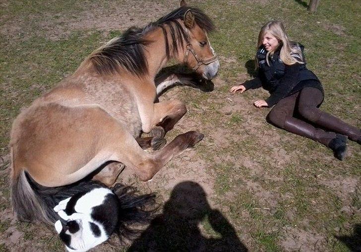 Anden særlig race Søgaard's Rinse - Billede fra ny ejer billede 17