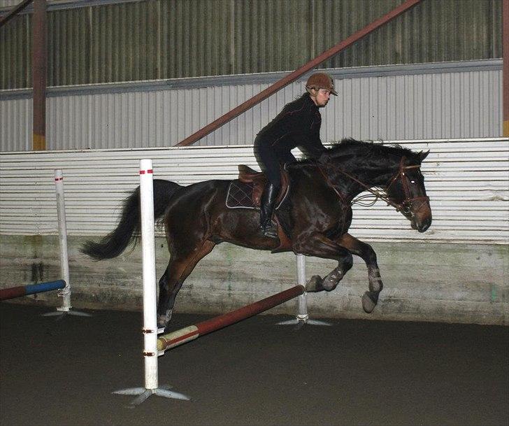 Norsk Varmblod  Staro Hit - tung at være en stor dreng med gigantisk bevægelser og så skal samle sig på gymnastik springtimen :) billede 19