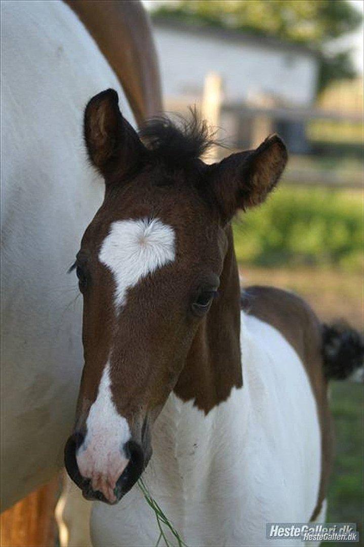 Pinto Enekær`s Viento De Verano billede 5