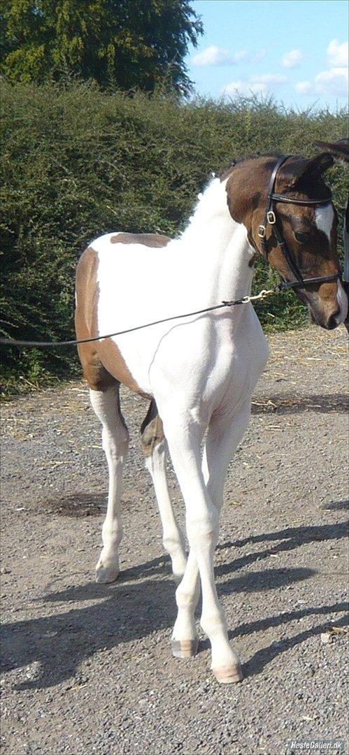 Pinto Enekær`s Viento De Verano - På følskue billede 6