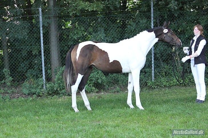 Pinto Enekær`s Viento De Verano - På St. Heste dag som 1 års billede 7