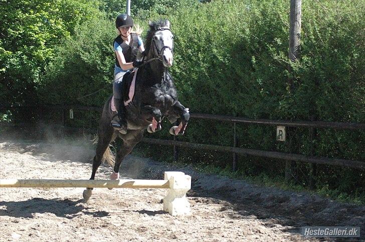 Oldenborg Cassandra *STJERNE* - En af de første gange lille Cas springer<3 Hun er så sød :-) Maj 2010 *Foto: Louise* billede 15