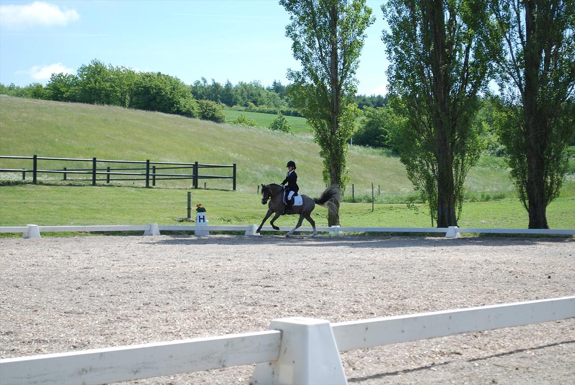 Welsh Pony af Cob-type (sec C) Lyngvejens Max - Dejlig gallop!!! <3<3 billede 12