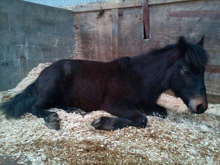 Fell pony Treasure Twist'N'Shout - Det er hårdt at blive kastreret, man bliver så træt. billede 13