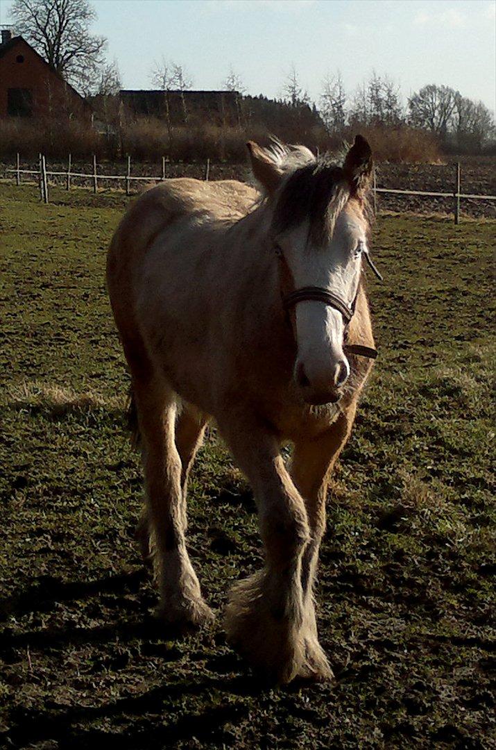 Irish Cob Caramel - Jeg skal lige se hvad du laver billede 15