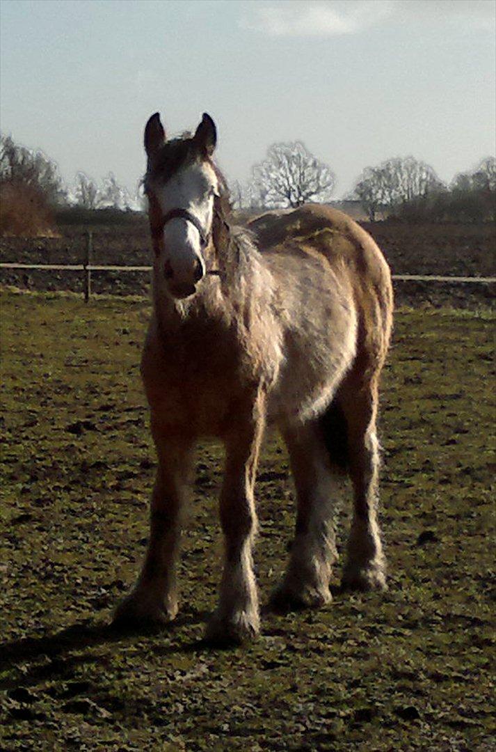 Irish Cob Caramel - Stor og fræk 10½ mdr. gammel. billede 12