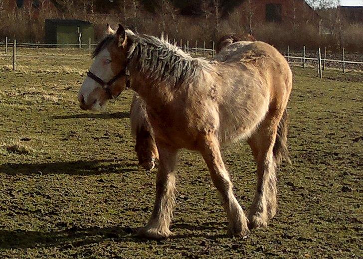 Irish Cob Caramel - Venstre side
Billede taget med telefonen billede 13