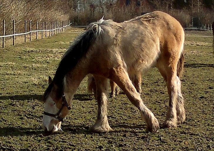 Irish Cob Caramel - Det er godt med lidt  februar-sol billede 16