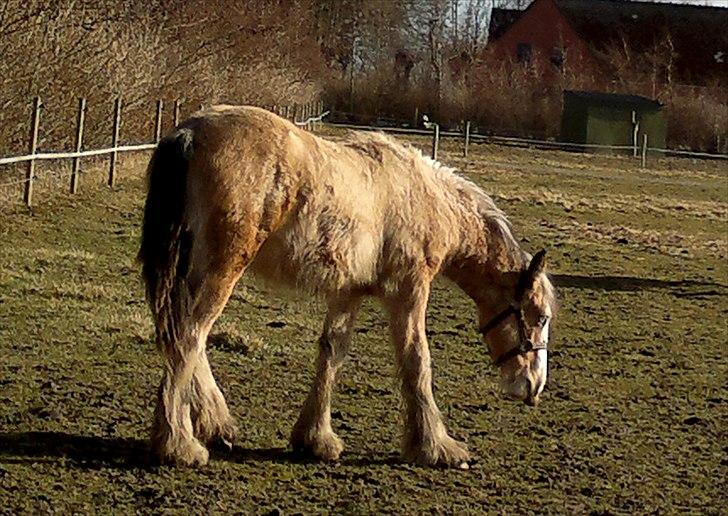 Irish Cob Caramel - Højre side.
Billede taget med telefonen billede 14