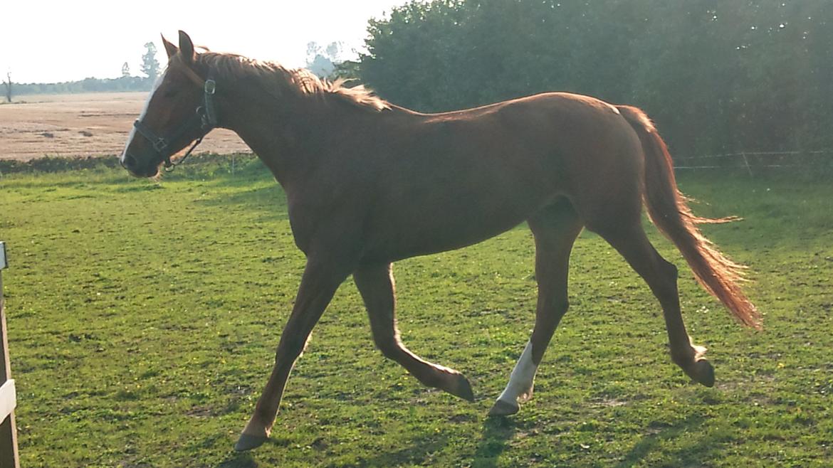 Dansk Varmblod amika - smuksakken på fold <3  billede 11