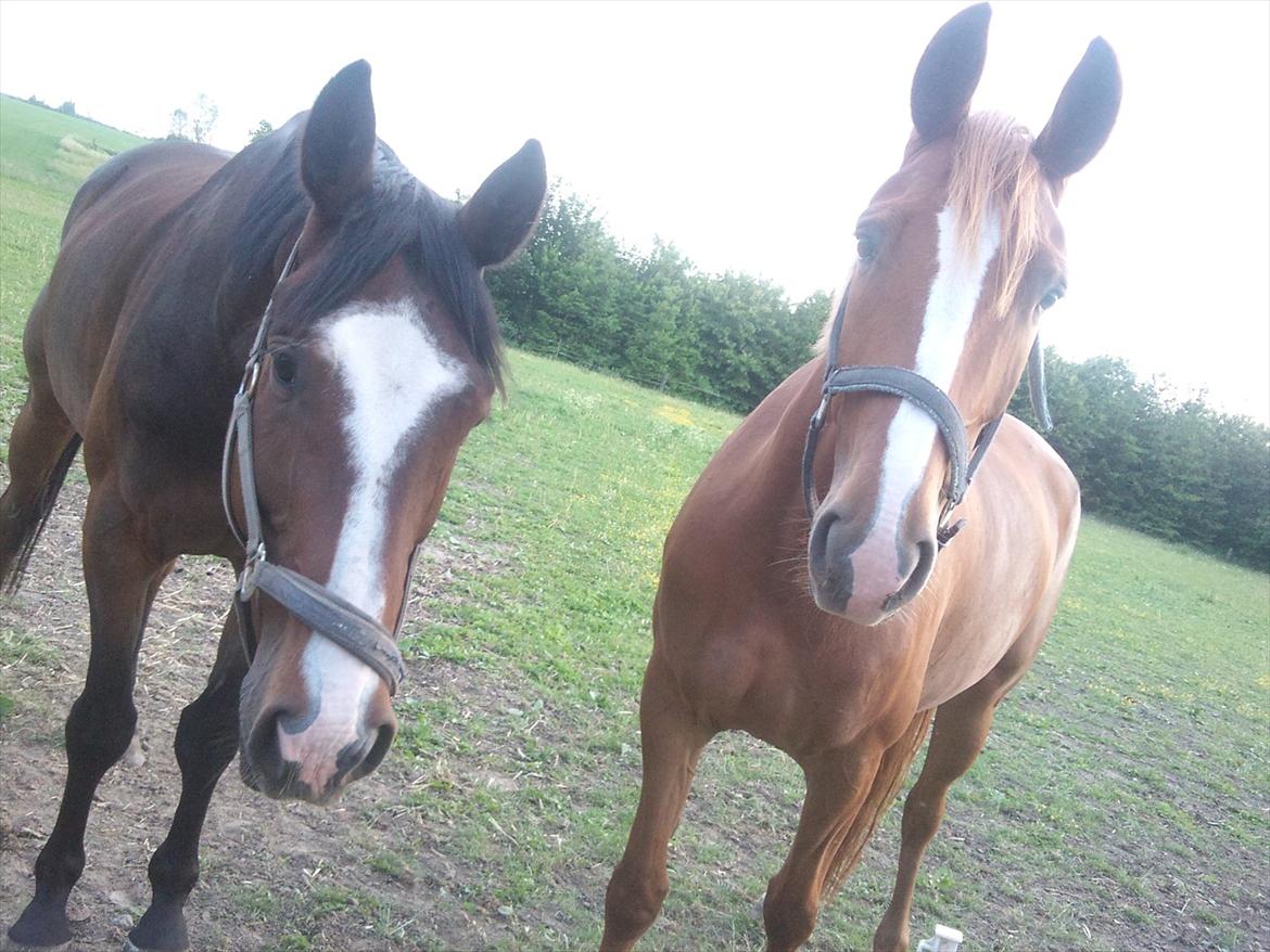 Dansk Varmblod amika - amika og min gamle hest manse :)  billede 13