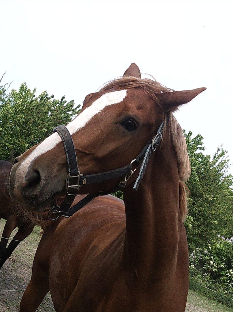 Dansk Varmblod amika - hvor hun dog smuk <3  billede 14