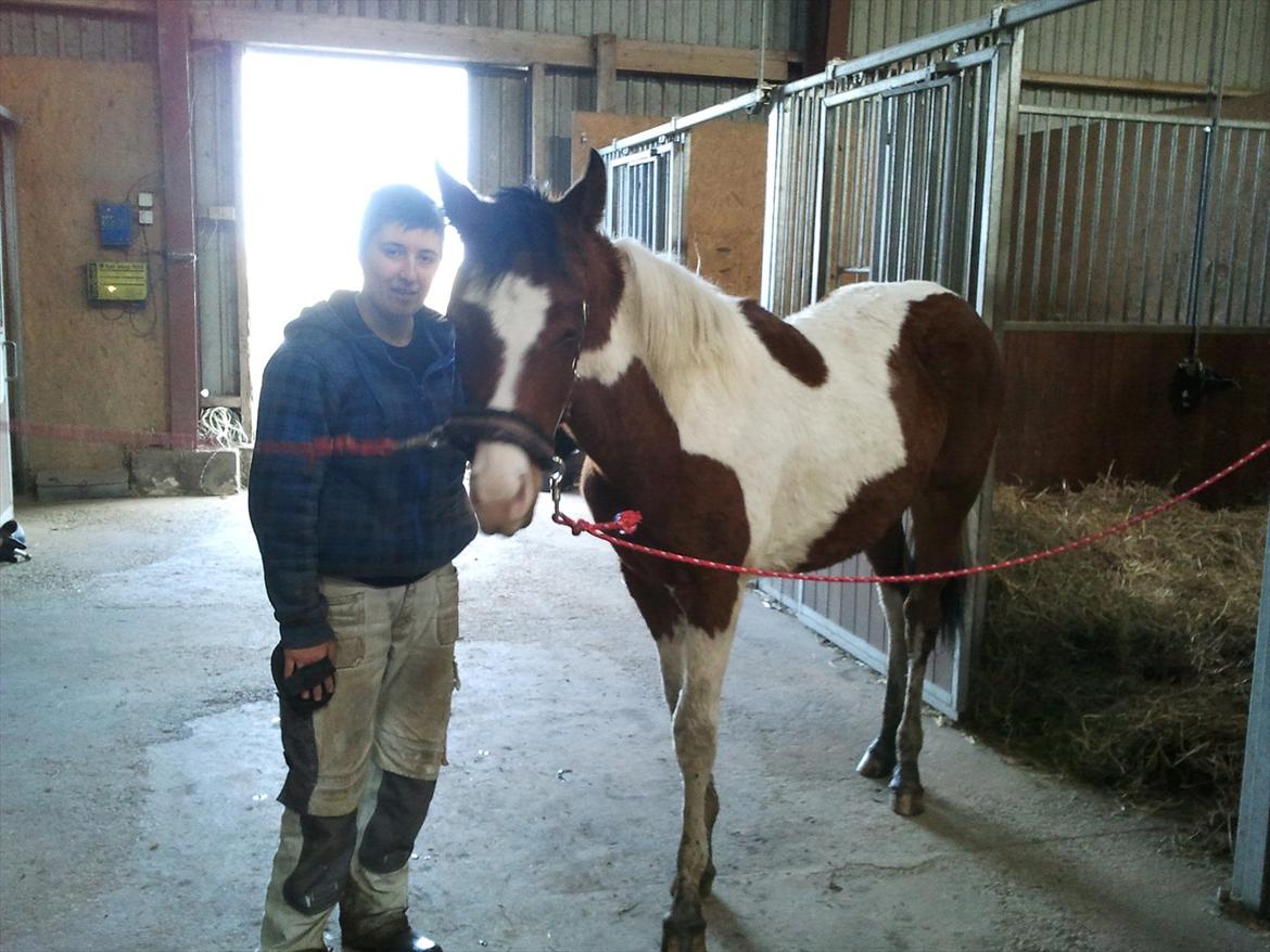 Pinto Honey Blossom Shiela billede 6