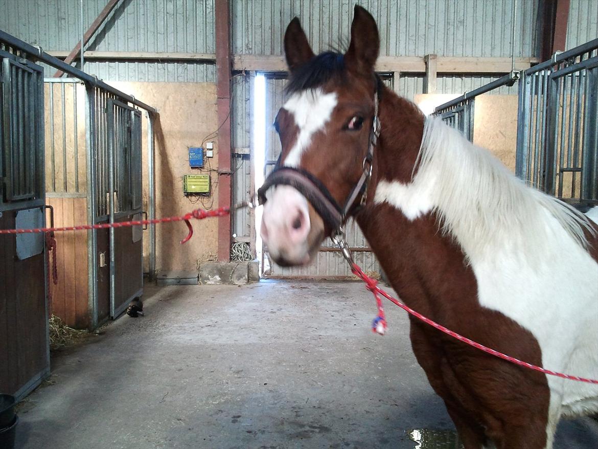 Pinto Honey Blossom Shiela billede 7