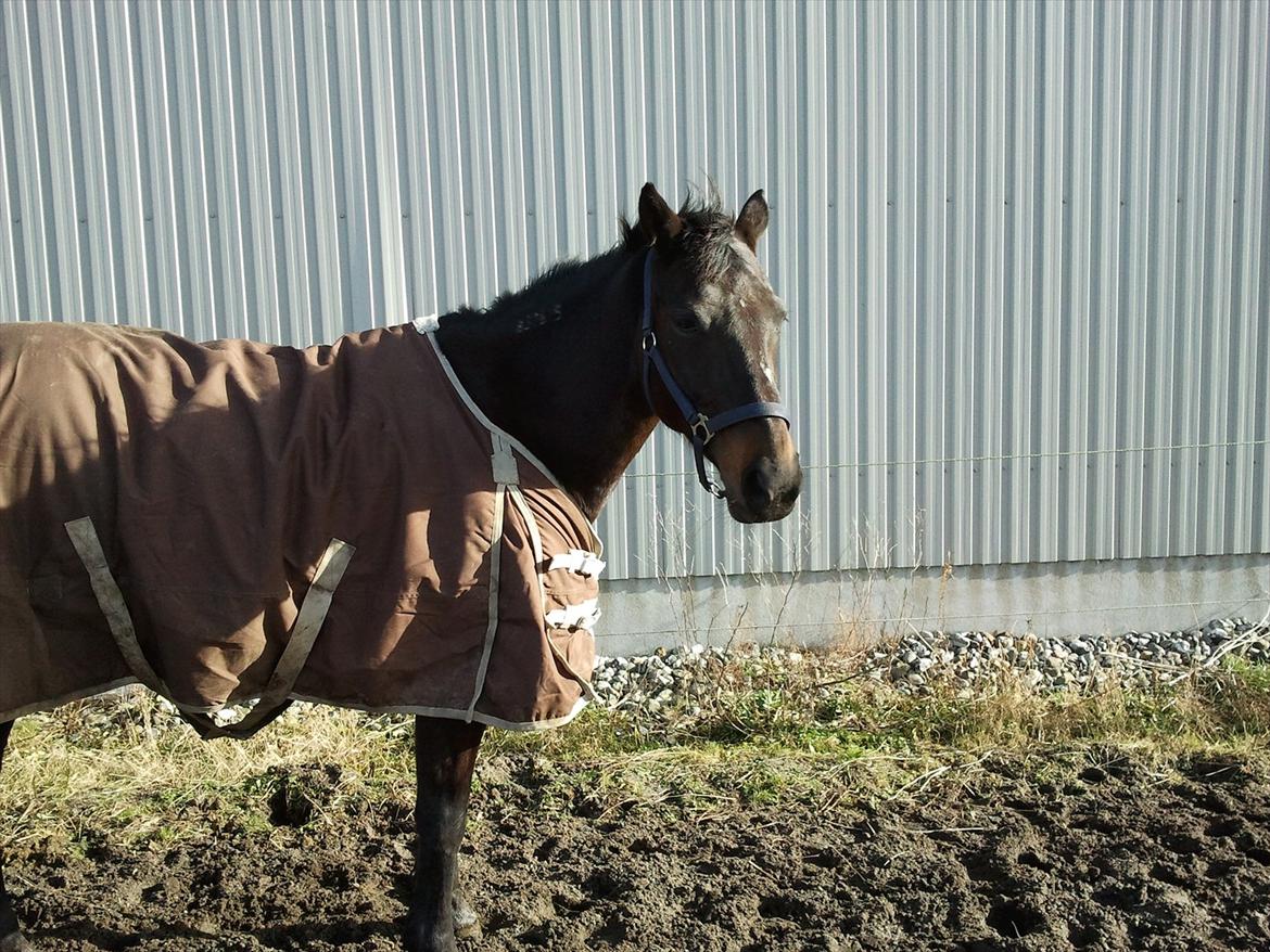 Traver Missey <3 billede 16