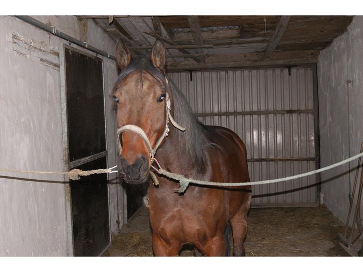 {{currentPhoto.altText}} billede {{currentPhoto.number}}