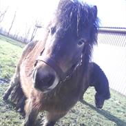 Anden særlig race Sika