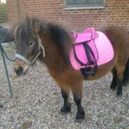 Anden særlig race Sika