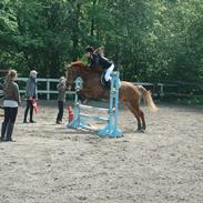 Anden særlig race Simba Stenfeldt <3