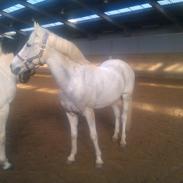 Anden særlig race Assion Grey Passion