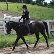 Dansk Varmblod Fina R.I.P.