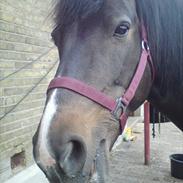 Anden særlig race Luna