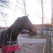 Anden særlig race Lucky