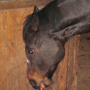 Anden særlig race Lucky