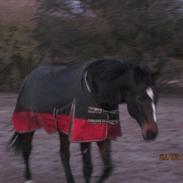 Anden særlig race Lucky