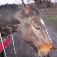 Anden særlig race Lucky