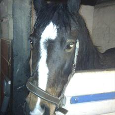 Anden særlig race Pluto