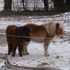 Shetlænder Fejø´s Fiona *RIP. D 22/4-12 *