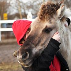 Konik Polski | Gneisti | Hvil i fred