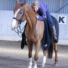 Dansk Varmblod Pimpernell (himmelhest)