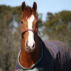 Dansk Varmblod Pimpernell (himmelhest)