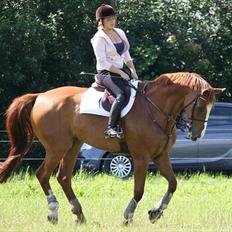 Dansk Varmblod Pimpernell (himmelhest)