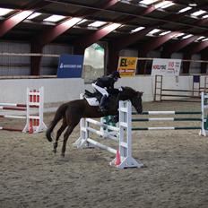 New Forest Hokus Pokus 2