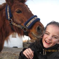 Shetlænder Speedy Gonzales -Min dreng er savnet-