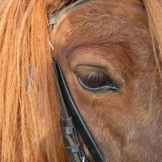 Shetlænder Speedy Gonzales -Min dreng er savnet-